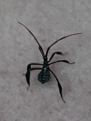 Acanthocephalini