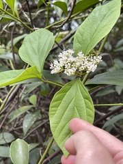 Viburnum sempervirens