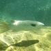 Squaretail Mullet - Photo (c) Dario Di Pasquale, some rights reserved (CC BY-NC), uploaded by Dario Di Pasquale