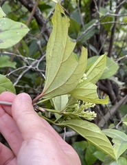 Viburnum sempervirens