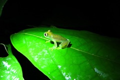 Cochranella granulosa