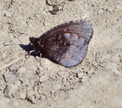 Erebia discoidalis