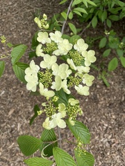 Viburnum plicatum
