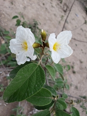 Cordia boissieri