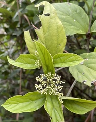 Viburnum sempervirens