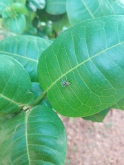 Phintelloides jesudasi