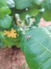 Phintelloides jesudasi