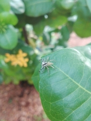 Phintelloides jesudasi