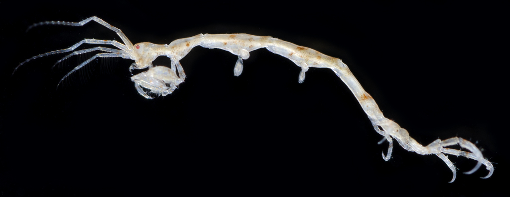Tritella