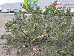 Cordia boissieri