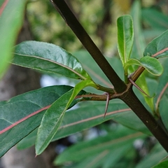 Barleria lupulina
