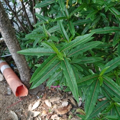 Barleria lupulina
