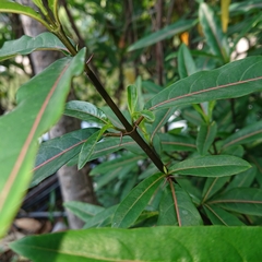 Barleria lupulina
