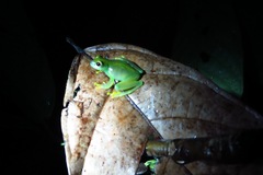 Cochranella granulosa