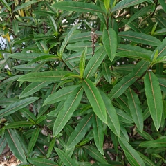 Barleria lupulina
