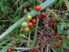 Solanum pimpinellifolium