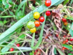 Solanum pimpinellifolium