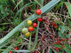 Solanum pimpinellifolium