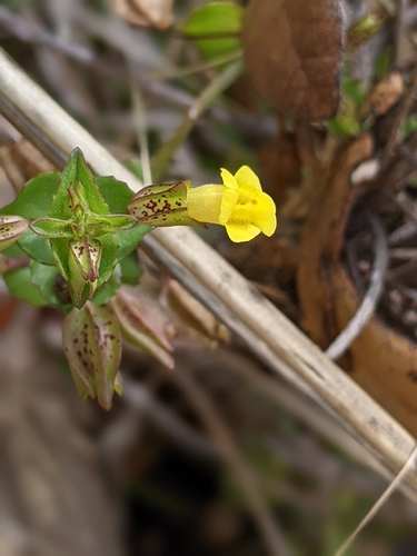 Image of Erythranthe inamoena by (c) Alison Northup, some rights reserved (CC BY)