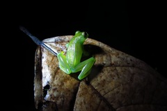 Cochranella granulosa