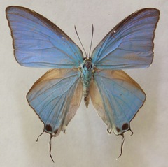 Pseudolycaena damo