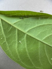 Hyperomyzus lactucae