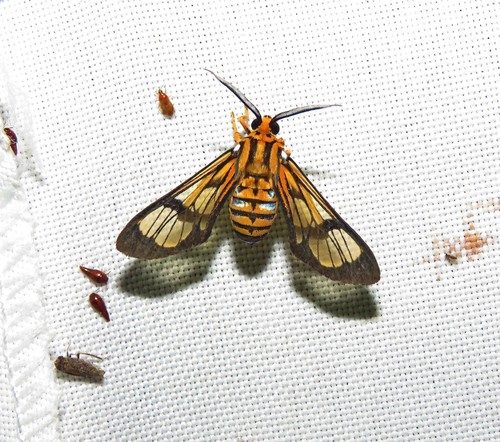Leucotmemis torrida