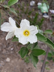 Cordia boissieri