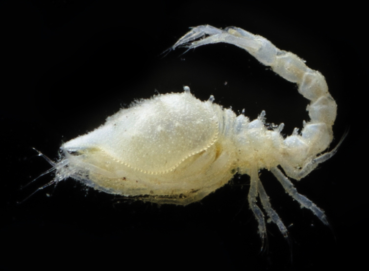 Diastylis paraspinulosa