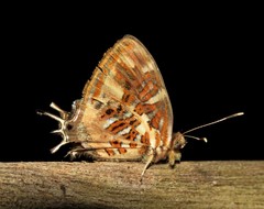 Sarota chrysus