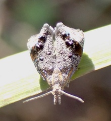 Tebenna gnaphaliella