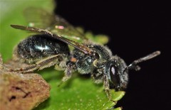 Lasioglossum coeruleum