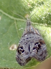 Tebenna gnaphaliella