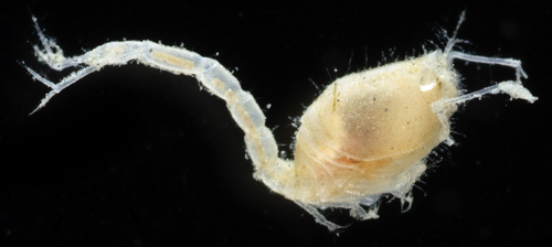 Representative image of Leptostylis