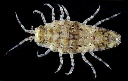 Synidotea nebulosa