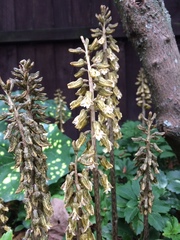 Gastrodia molloyi