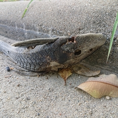 Pterygoplichthys
