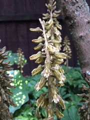 Gastrodia molloyi