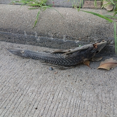 Pterygoplichthys