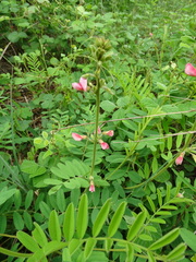 Tephrosia onobrychoides