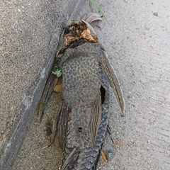 Pterygoplichthys