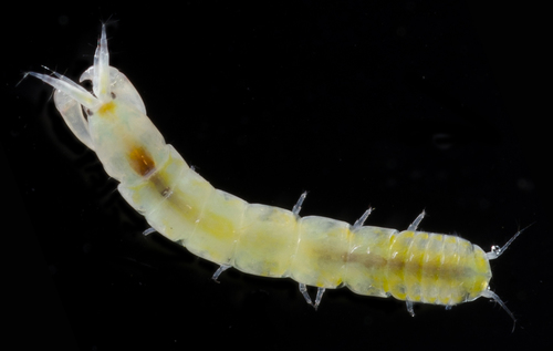 Chondrochelia savignyi