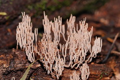 Artomyces austropiperatus