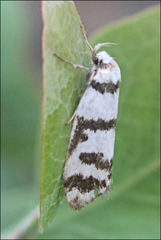 Philobota impletella