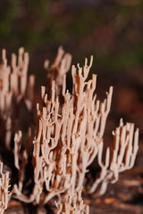 Artomyces austropiperatus