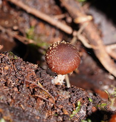 Psathyrella echinata