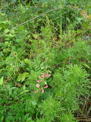 Tephrosia onobrychoides