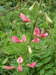 Tephrosia onobrychoides