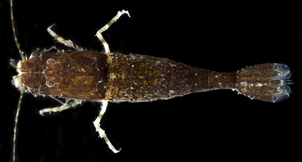 Mesocrangon