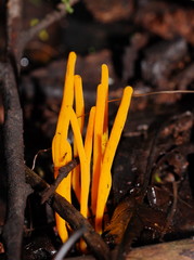 Clavulinopsis amoena